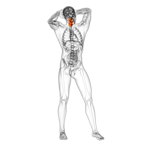 자 궁 경부 척추의 3d 렌더링 의료 일러스트 — 스톡 사진