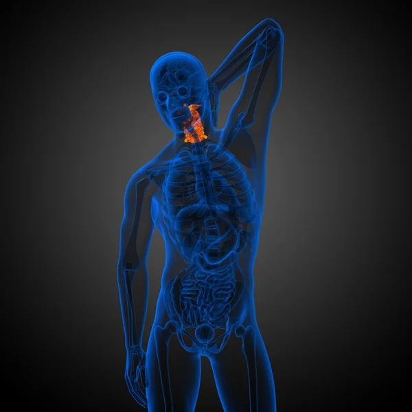 3d rendre illustration médicale de la colonne cervicale — Photo