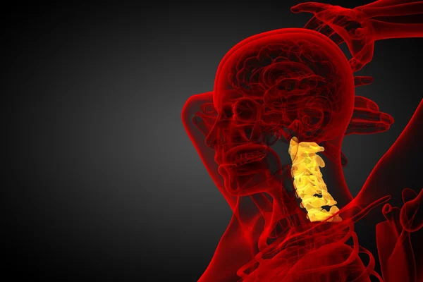 3D render medische illustratie van de cervicale wervelkolom — Stockfoto