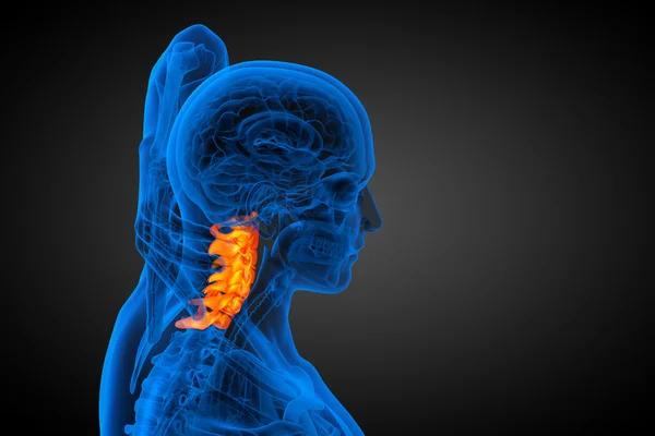 3d rendere illustrazione medica della colonna vertebrale cervicale — Foto Stock