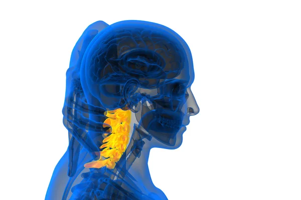 3d renderizar ilustração médica da coluna cervical — Fotografia de Stock