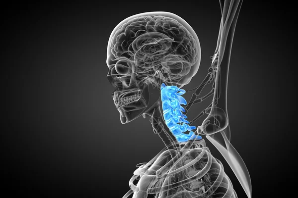 3d rendir ilustración médica de la columna cervical — Foto de Stock