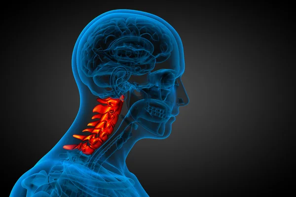 3d renderizar ilustração médica da coluna cervical — Fotografia de Stock