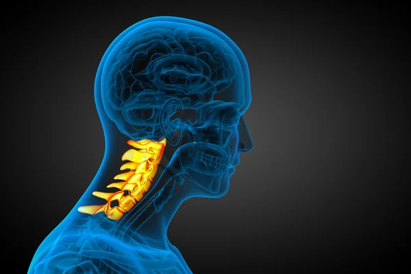 3d renderizar ilustração médica da coluna cervical — Fotografia de Stock