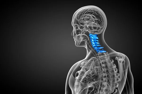 3d rendir ilustración médica de la columna cervical —  Fotos de Stock