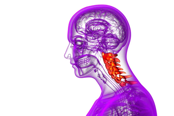 3d rendere illustrazione medica della colonna vertebrale cervicale — Foto Stock