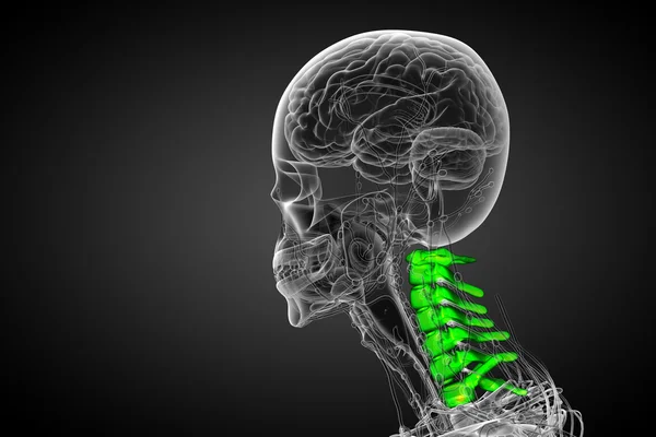 3d renderizar ilustração médica da coluna cervical — Fotografia de Stock