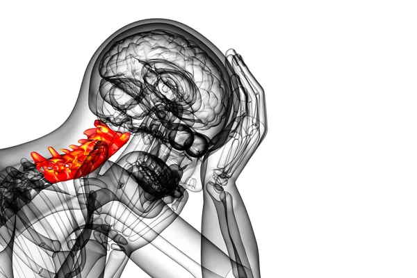 3d renderizar ilustração médica da coluna cervical — Fotografia de Stock