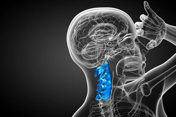 3d rendir ilustración médica de la columna cervical — Foto de Stock