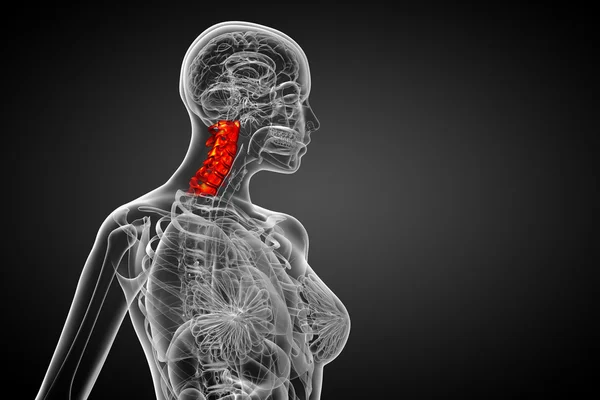 3d rendir ilustración médica de la columna cervical —  Fotos de Stock