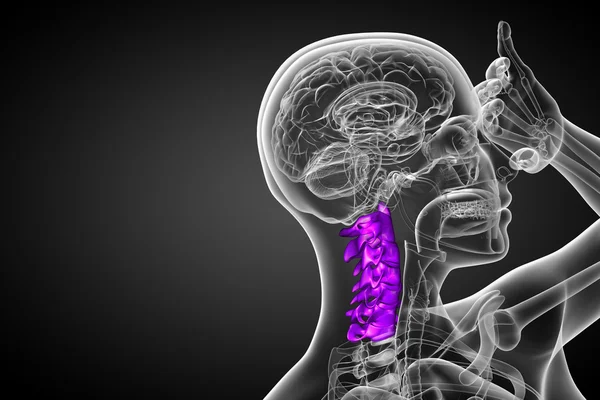 3d rendere illustrazione medica della colonna vertebrale cervicale — Foto Stock