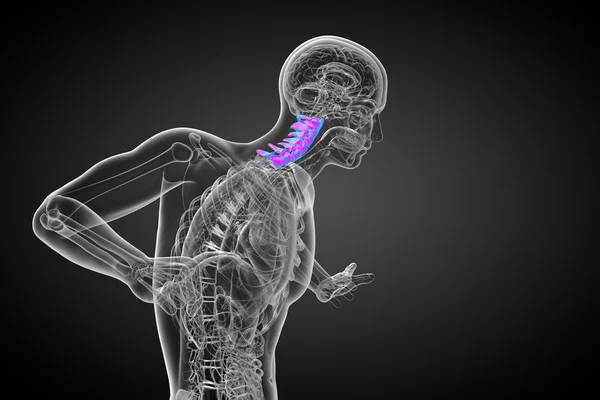 3D καθιστούν ιατρική απεικόνιση της αυχενικής μοίρας — Φωτογραφία Αρχείου
