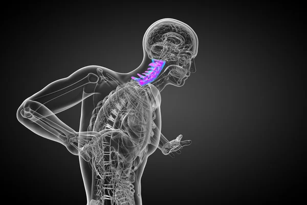 3d renderizar ilustração médica da coluna cervical — Fotografia de Stock