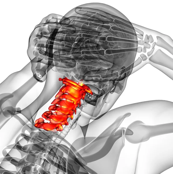 3d render medical illustration of the cervical spine — Stock Photo, Image