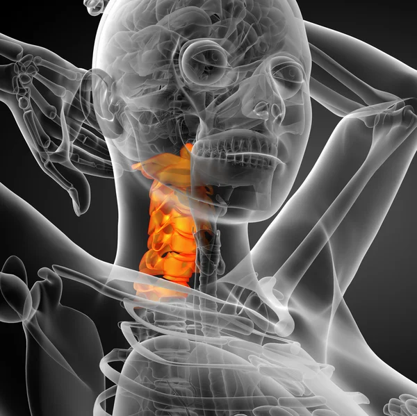 3d rendir ilustración médica de la columna cervical — Foto de Stock