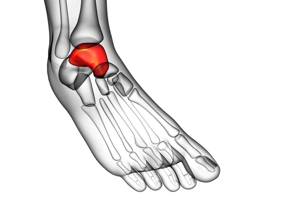 3d render illustration of the talus bone — Stock Photo, Image