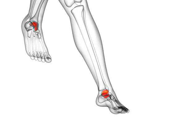 3d render illustration of the talus bone — Stock Photo, Image