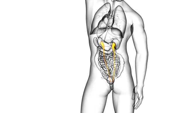 3d 渲染医学插图的输尿管 — 图库照片