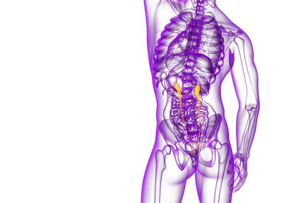 3d rendere illustrazione medica dell'uretere — Foto Stock