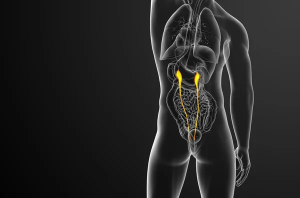尿管の 3 d レンダリングの医療イラスト — ストック写真
