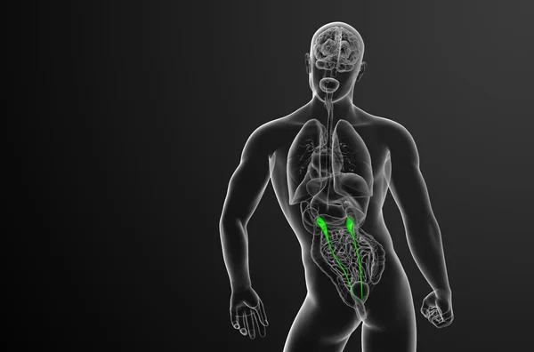 3d gøre medicinsk illustration af ureter - Stock-foto