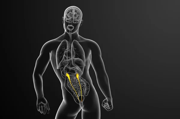 3d hacer ilustración médica del uréter — Foto de Stock