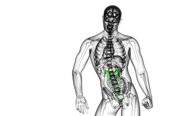 3d renderizar ilustração médica do ureter — Fotografia de Stock