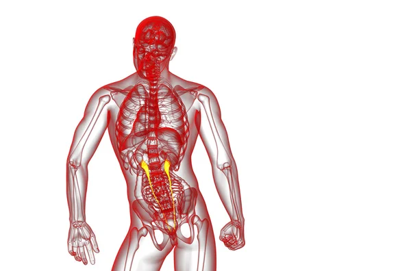 3D render medische illustratie van de ureter — Stockfoto
