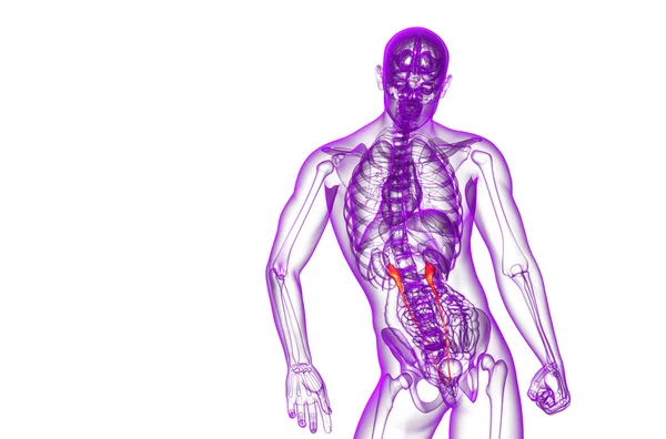 3d renderizar ilustração médica do ureter — Fotografia de Stock