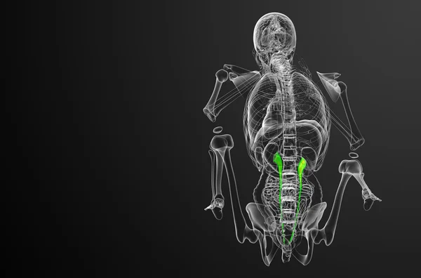 3d hacer ilustración médica del uréter —  Fotos de Stock