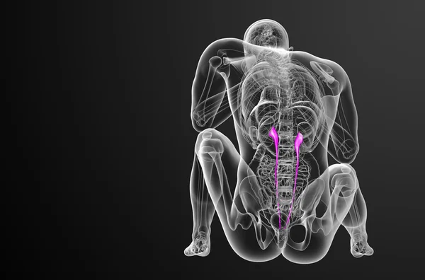 3d визуализировать медицинскую иллюстрацию мочеточника — стоковое фото