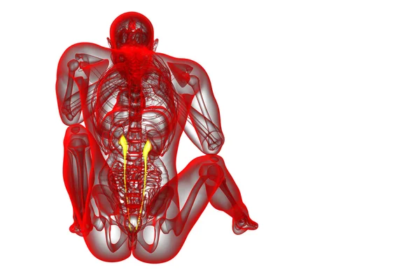 3d 렌더링 의료 일러스트 레이 션의 ureter — 스톡 사진