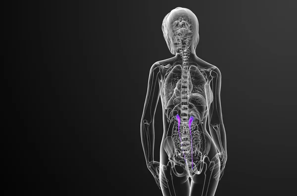 3D göra medicinsk illustration av urinledaren — Stockfoto