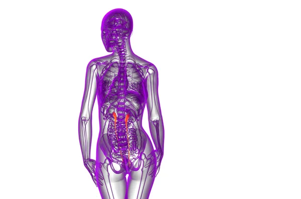 3D göra medicinsk illustration av urinledaren — Stockfoto