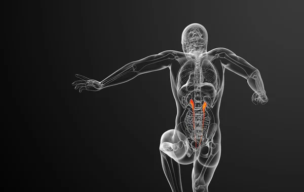 3d renderizar ilustração médica do ureter — Fotografia de Stock