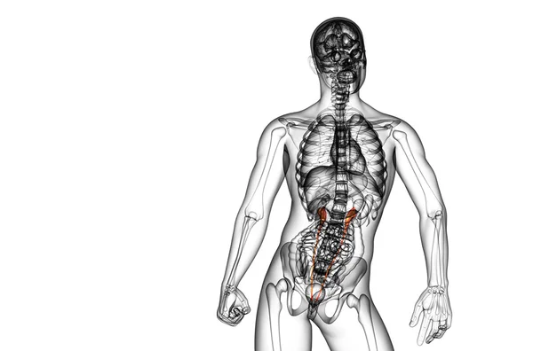 3d hacer ilustración médica del uréter — Foto de Stock