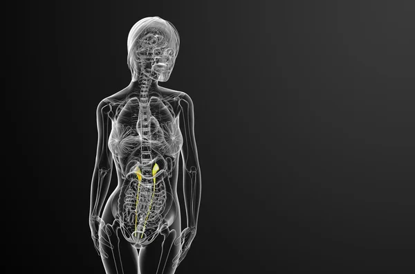 Üreter 3D render tıbbi çizimi — Stok fotoğraf