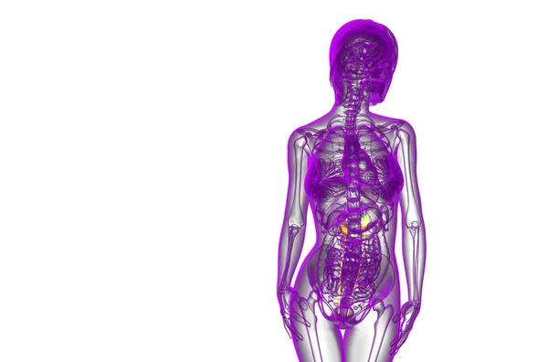3d визуализировать медицинскую иллюстрацию мочеточника — стоковое фото