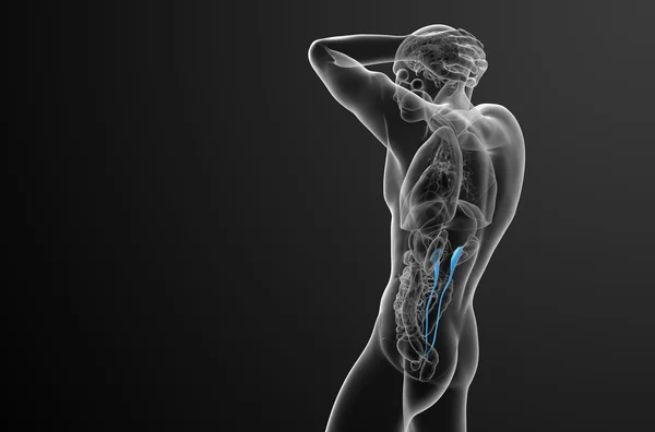 3D render ilustracja medyczny moczowodu — Zdjęcie stockowe