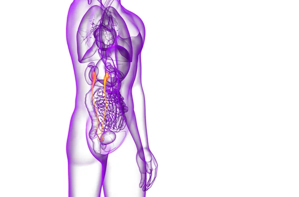 3d 렌더링 의료 일러스트 레이 션의 ureter — 스톡 사진