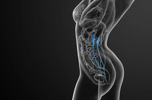 3d renderizar ilustração médica do ureter — Fotografia de Stock