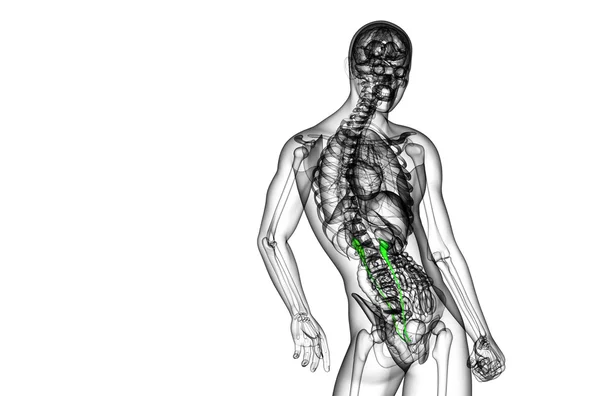 3d renderizar ilustração médica do ureter — Fotografia de Stock