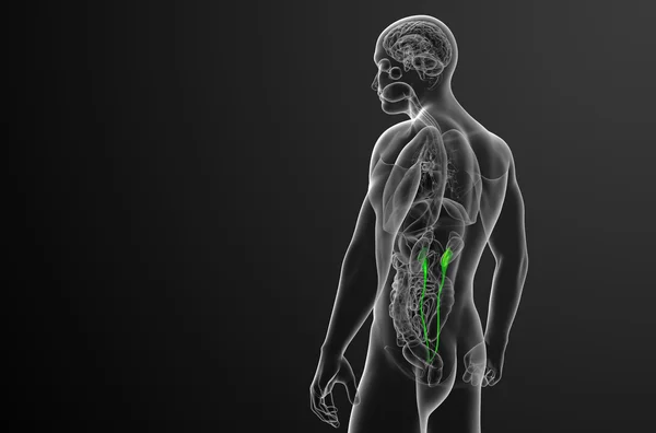 3d gøre medicinsk illustration af ureter - Stock-foto