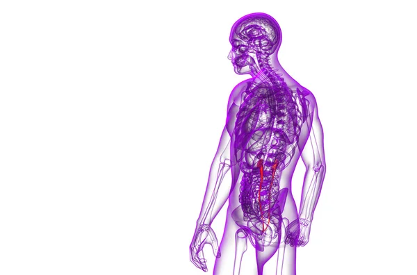 3d визуализировать медицинскую иллюстрацию мочеточника — стоковое фото