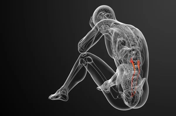 3D Darstellung medizinischer Darstellung des Harnleiters — Stockfoto