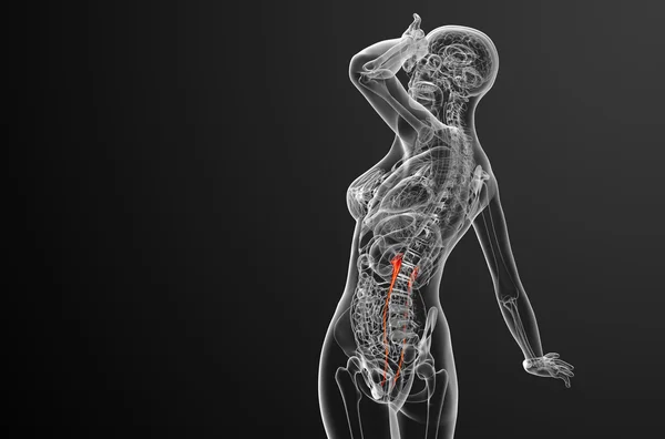 3d renderizar ilustração médica do ureter — Fotografia de Stock