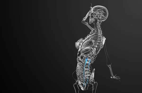 3d визуализировать медицинскую иллюстрацию мочеточника — стоковое фото