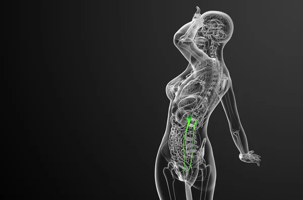 3D Darstellung medizinischer Darstellung des Harnleiters — Stockfoto