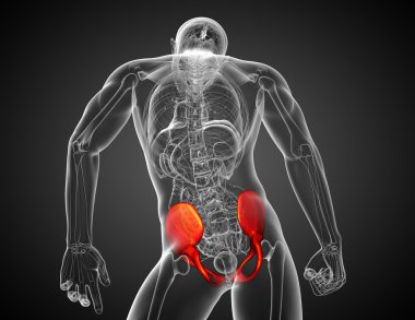 Leğen kemiğin tıbbi illüstrasyon 