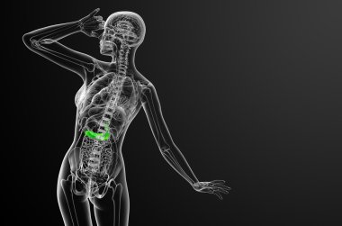 gallblader ve pancrease 3D render tıbbi çizimi